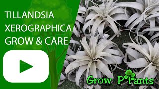 Tillandsia Xerographica  grow amp care Air plant [upl. by Latsyrhk]