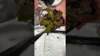 Nepenthes lowii x campulata unboxing [upl. by Pennie936]