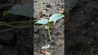 Growing cowpeas timelapse from seeds to leaves harvesting [upl. by Achilles202]