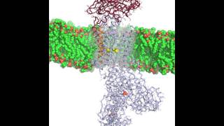 NaKATPase animation [upl. by Chadabe]