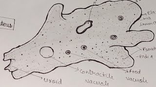 Amoeba Diagram। How to draw amoeba Proteus easily। amoebadiagramzoology। [upl. by Icyac891]