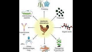 Alternatives of Antibiotics in Poultry Industry [upl. by Allak358]