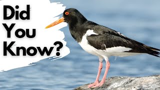 Things you should know about OYSTERCATCHERS [upl. by Arrat106]