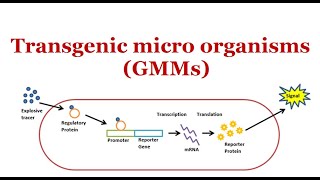 Transgenic Microorganisms GMMs  2024 [upl. by Isnyl]