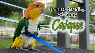 Putting on a parrot harness for a noncooperative Caique [upl. by Amaleta]