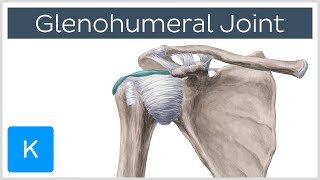 Glenohumeral Shoulder Joint  Definition  Human Anatomy  Kenhub [upl. by Serolod]