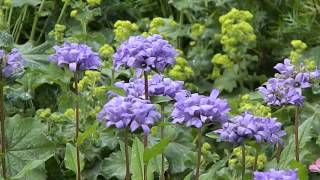 Campanula glomerata Acaulis [upl. by Aeslek]