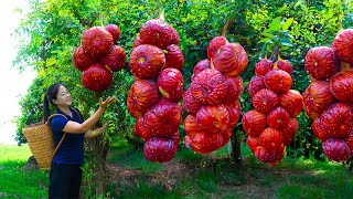 Harvesting Red Figs Goes To Market Sell  Harvesting and Cooking  Lý Hương Song [upl. by Kacie]