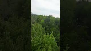 tree surfing aboutme fpvandchilll fpvlove drone quadcopter fpvdrone [upl. by Behrens]