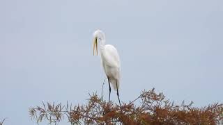 Great Egret perched and preening [upl. by Pytlik]