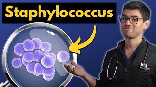 Staphylococcus Explicado Claramente  Microbiología Médica [upl. by Dode]