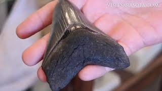 How to Dig Up Shark Teeth Fossils in Venice Florida [upl. by My]