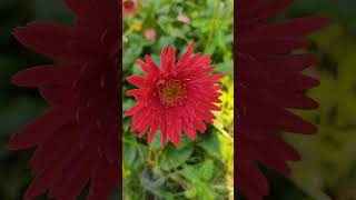 Pink amp Red Gerbera naturesnotebook [upl. by Eimmelc]