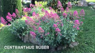 Centranthus ruber Garden Center online Costa Brava  Girona [upl. by Brew]