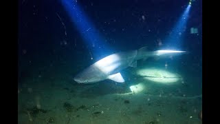 Sixgill Sharks at Redondo WA Puget Sound September 2020 [upl. by Holladay327]