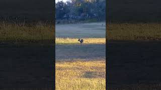 The Deer of New Braunfels  Comal County Texas [upl. by Enyledam]