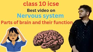 Parts of brain and their function class 10 icse nervous systemNEET [upl. by Eirffej]