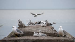 Ringbilled gulls and other water bird friends on rocks at the beach [upl. by Jeremy]