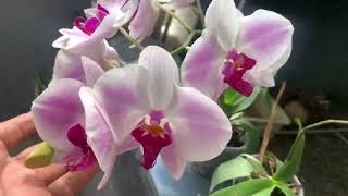 NEW PLANT RESTOCK  FLOWER OR BUD PLANT  DENDROBIUM NEAR BLUMING COMPO ONE PLANT FREE orchidflower [upl. by Nrehtak]