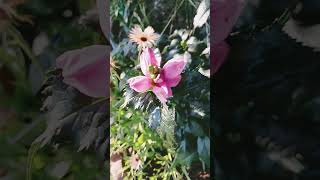 TURTLEHEAD cegnatives garden nativeplants nature pink [upl. by Miru]