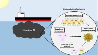 Microbial biodegradation  Wikipedia audio article [upl. by Sandry]