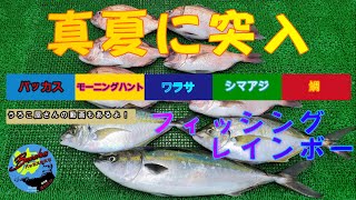 『海上釣り堀』【フィッシングレインボー】釣りシーズンも真夏に突入 海上釣堀 餌 ＃バッカスの餌 モーニング ＃黄龍 ＃本多商店 うろこ屋 [upl. by Sparke]