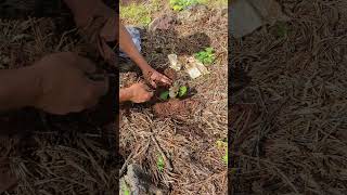 Offgrid Gardening  Planting a Shiso or Perilla Plant  Big Island of Hawaii [upl. by Mond595]