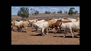 Charolais Heifers [upl. by Llecrep]