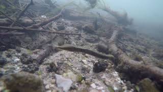 Brook lamprey Lampetra planeri looking for food Berkshire UK [upl. by Berkin788]