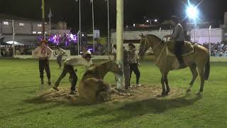 Viernes Jineteadas Campeonato Provincial de Monte Caseros Corrientes campero caballos jineteadas [upl. by Namar781]