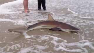 Namibia shark fishing with Louis and Yaltik [upl. by Teyugn]