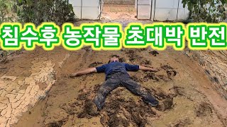 폭우에 망가진후 초초 대박반전 농작물들 장마 물폭탄 솔림농원 텃밭 농부주말농장전원일기사노라면인간극장세상에이런일이 귀농귀촌 [upl. by Wallraff604]