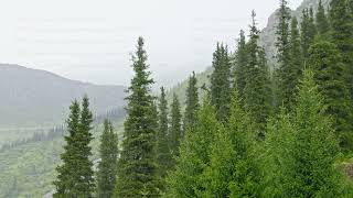 Rainy day in coniferous forest at mountain slopes Serene and Peaceful Atmosphere [upl. by Collete256]