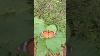 Danaid Eggfly female butterfly shortsfeed [upl. by Nylac]