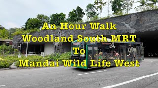 Walk to Mandai Wildlife West from Woodland South singapore hiking walkingtour mandai [upl. by Eugen743]