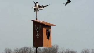 Tree Swallow Shriek or Alarm Call [upl. by Brown]