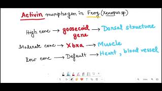 Morphogen Gradient  Developmental Biology [upl. by Aba]