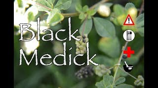 Black Medick Cautions Edible amp Medicinal [upl. by Arica]