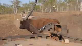 Bull Catching at Doongan Station Kimberleys Western Australia [upl. by Ahsikam102]