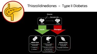 Thiazolidinediones  Type 2 Diabetes revision video GCSE A Level University biology pharmacology [upl. by Fem]