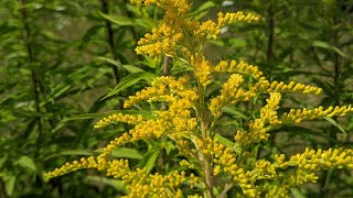 Золотарник канадський Solidago canadensis окраса квітника медонос чи агресивний буряналелопат [upl. by Bevin876]