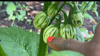 African Garden Eggs African Eggplant Update 2023 Challenges With Flowers Dropping and Solutions [upl. by Frere]