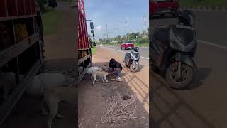 Save Dogs 🐶🐶🐶❤️ youtube telugu savedogs dogs [upl. by Coney]