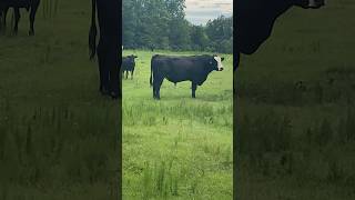 Beautiful bull Breaks into my pasture  black angus cattle shorts blackanguscattle bull farm [upl. by Leirua673]