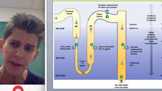 Loop of Henle in Nephron with Countercurrent Multiplier [upl. by Ikik250]