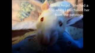 Upper Respiratory Infection Noises In Rats [upl. by Arikal]