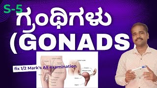 ಜನನ ಗ್ರಂಥಿಗಳುgonads [upl. by Tina]