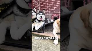 Looks so much like men in real life Husky Labrador Cute pet debut plan Erha [upl. by Adriel674]