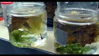 Unboxing of Fine Spot Leucomelas TADPOLES in HD [upl. by Barcot]