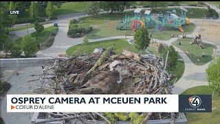 Coeur dAlenes McEuen Park south camera shows osprey nesting [upl. by Kristan]